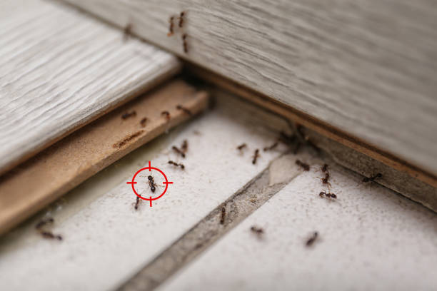 Best Affordable Pest Control Services  in Ramsey, MN