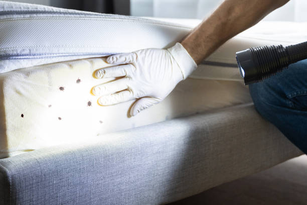 Best Insect Control  in Ramsey, MN