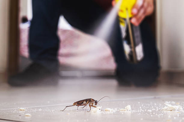 Flea Control Services in Ramsey, MN